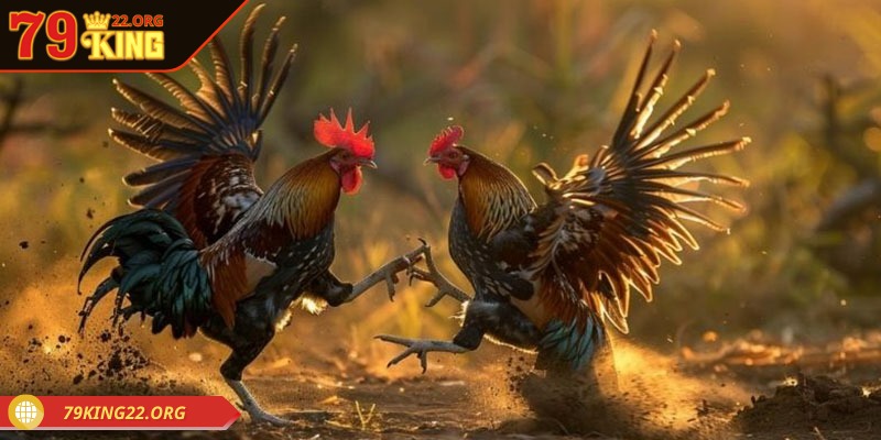 Một sảnh chơi có sự chuyên nghiệp cao