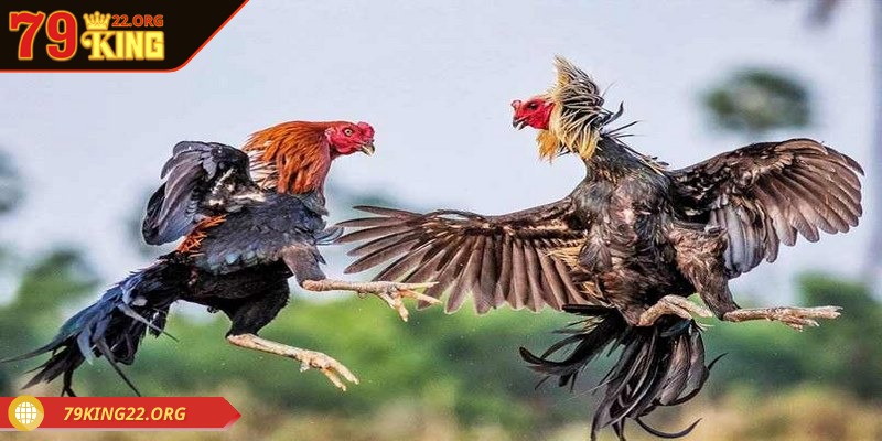 Đá gà 79king nơi diễn ra những màn đấu kịch tính