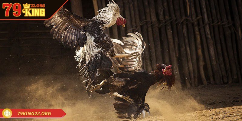 Game thủ cần biết khi nào nên tham gia đặt tiền