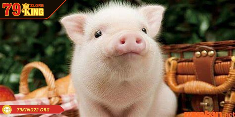 Loài heo thường mang tới ý nghĩa của sự sung túc đủ đầy