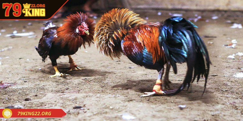 Game thủ còn có thể lựa chọn đá gà trong vô vàn tựa game