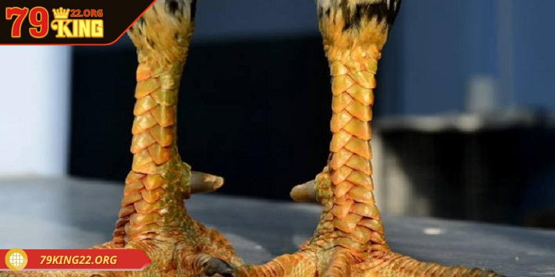 Vảy huyền trâm ngang cựa rất hiếm gặp