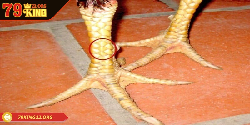 Vảy gà huyền trâm là một vấn đề được người chơi quan tâm