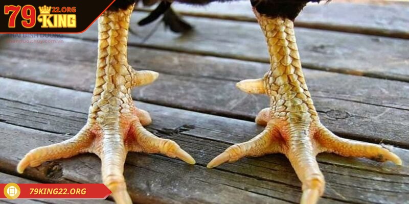 Tiềm năng sinh lời cho các kê sư